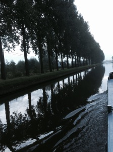 These trees stand proud by the aters of a canal near Bruges