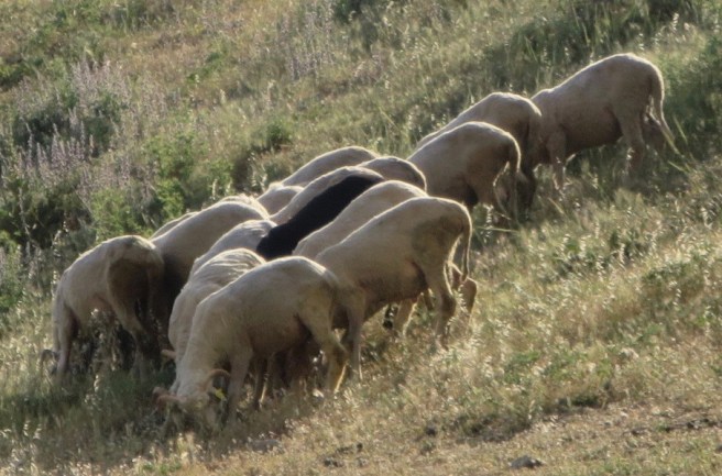 Complete with black sheep